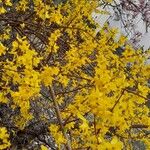 Forsythia intermedia Natur