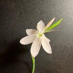 Hesperantha falcata Flor