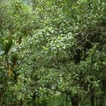 Psychotria kaduana Habitatea