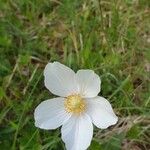 Anemone sylvestris Çiçek