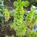 Moluccella laevis Квітка