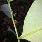 Ptychopetalum olacoides 葉