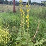 Verbascum densiflorumBlüte