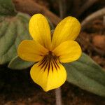 Viola purpurea 花