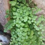 Adiantum capillus-veneris Hoja