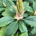 Rhododendron maximum List