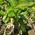 Ficus altissima Blad