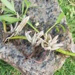 Ludwigia adscendens Blatt