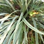 Phalaris arundinacea Feuille