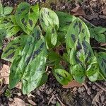 Arum maculatum Hábitos