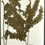 Adiantum terminatum Folha