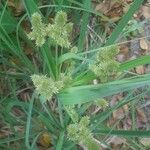 Cyperus ligularis Hoja