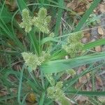 Cyperus ligularis Folha