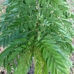 Gliricidia sepium Leaf