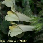 Asarina procumbens Kvet