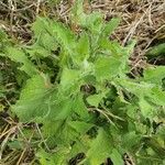 Erigeron steudelii Folha