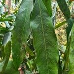 Saraca indica Leaf