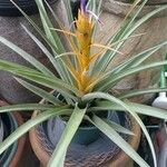 Aechmea recurvata Flor