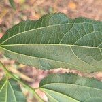 Afromorus mesozygia Leaf