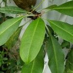 Myrmecodia platytyrea Leaf