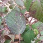 Rubus elegantispinosus 葉