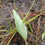 Alisma lanceolatum Leaf