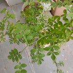 Naringi crenulataΦύλλο
