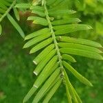 Torreya californica Folha