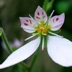 Saxifraga stolonifera Λουλούδι