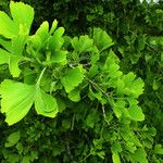 Ginkgo biloba Blatt