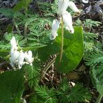 Dicentra canadensis Hábitos