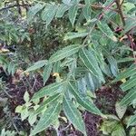 Rhus copallinum Leaf