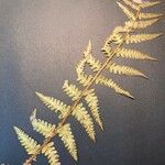 Dryopteris oreades Blad