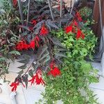 无法鉴定花