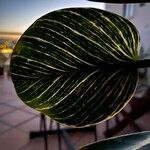 Calathea sanderiana Leaf