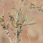 Pechuel-loeschea leubnitziae Лист