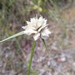 Cyperus niveus Цветок