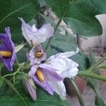 Solanum wrightii Blomst
