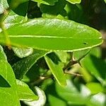 Citrus australasica Leaf