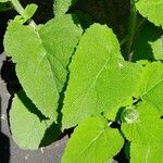 Salvia sclarea Blatt