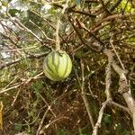 Solanum viarum Gyümölcs