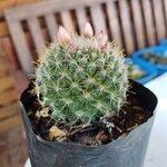 Mammillaria barbata Koor