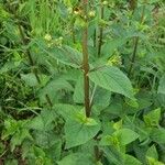 Scrophularia nodosaFlower