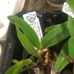 Guarianthe bowringiana Hoja