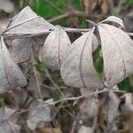 Baptisia australis Leaf