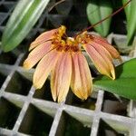 Bulbophyllum cumingii Fiore