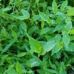 Arthraxon hispidus Hoja