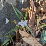 Claytonia caroliniana 花