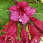 Weigela hortensis Kukka