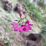 Oxalis lasiandra Flor